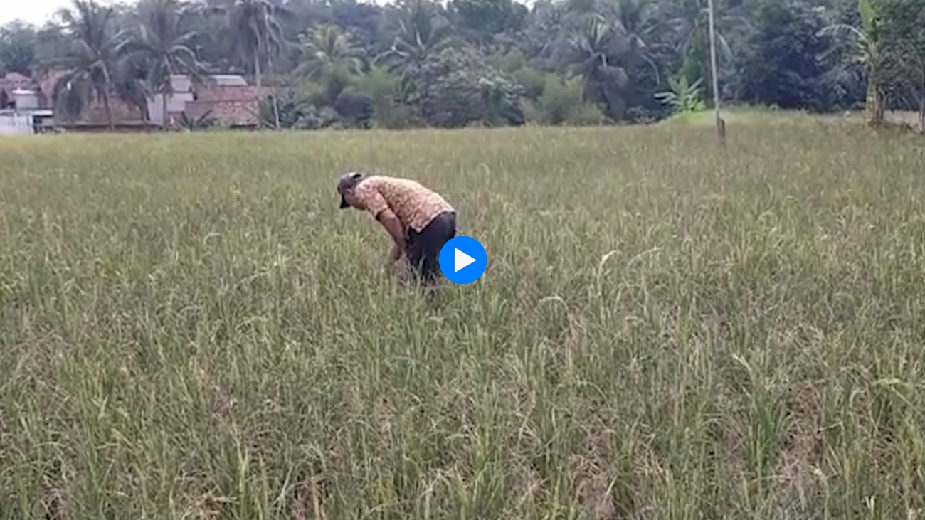 Petani Di Lebak Gagal Panen Terdampak El Nino Titikkata Id Berita